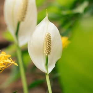 Peace lily white bloom