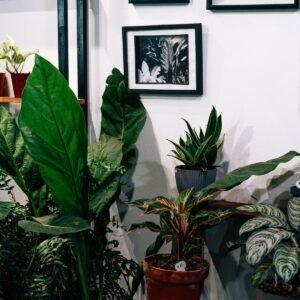 Indoor Plants