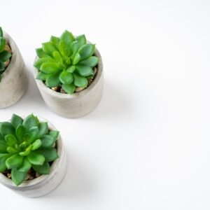 Set of three small desk plants in pots