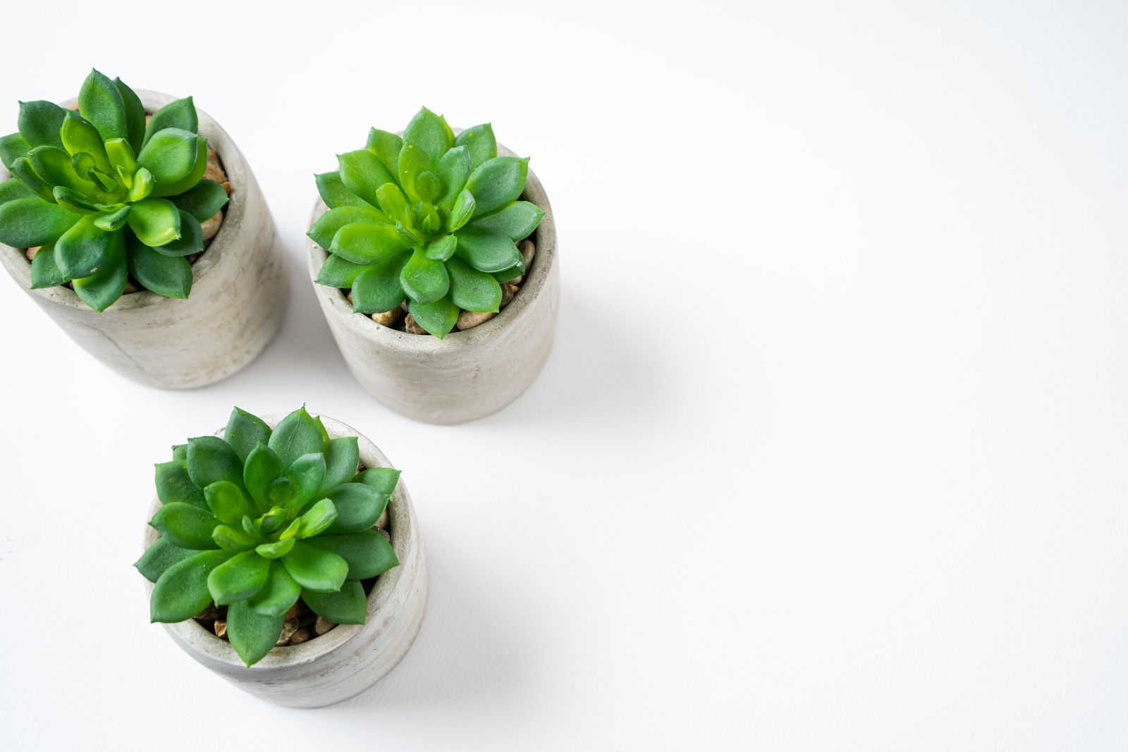 Set of three small desk plants in pots