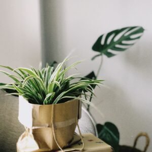 Potted plant gift set