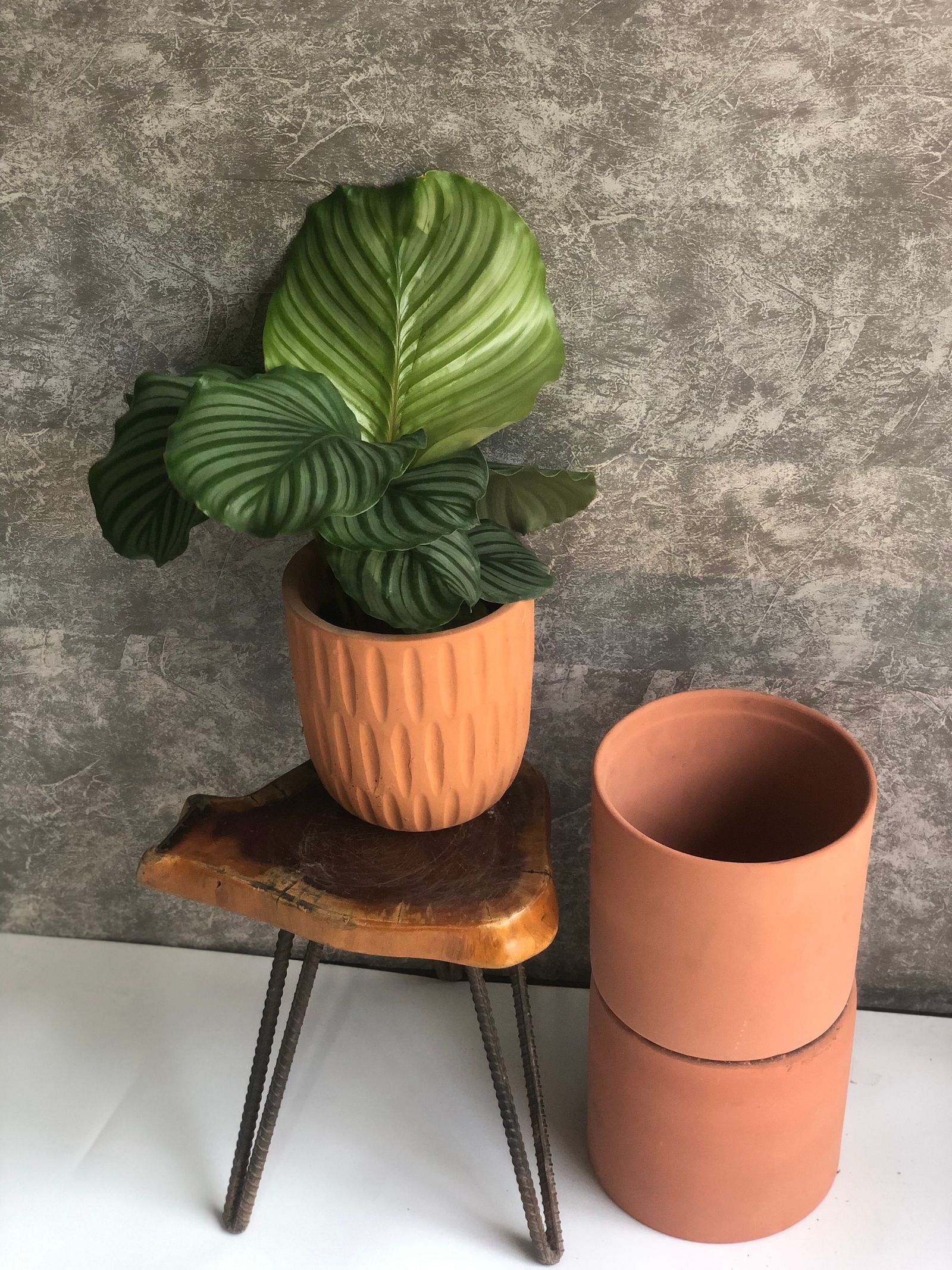 Modern ribbed planter with a potted plant
