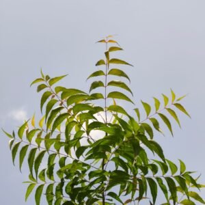 Neem tree leaves