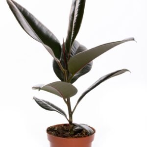 Rubber plant ficus elastica in a terracotta pot