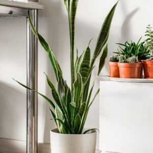 Snake plant sansevieria in a white pot