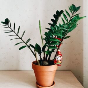ZZ plant in a terracotta pot indoors
