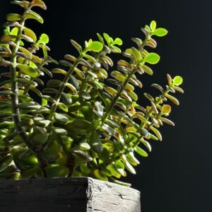 Jade plant crassula ovata in a pot
