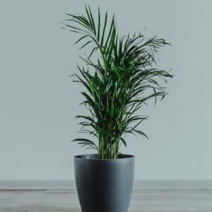 Areca palm in a dark pot indoors