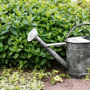 Galvanised steel watering can in a garden