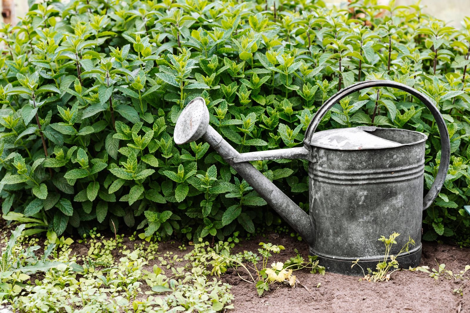 Galvanised steel watering can in a garden