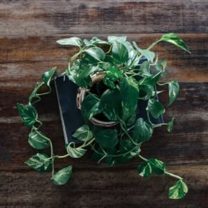 Golden pothos money plant in a pot