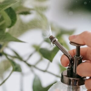 Glass plant mister spraying a houseplant