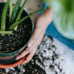 Repotting a plant with peat-free potting mix