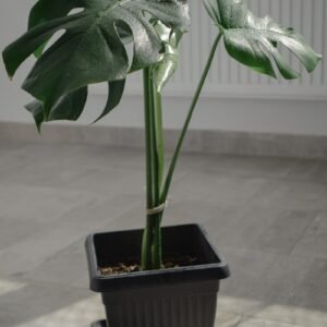 Monstera deliciosa plant in a pot
